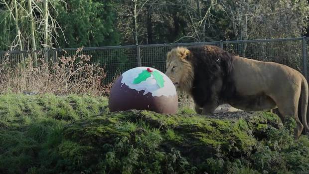 Christmas Day keeps park rangers busy with festive presents for zoo animals  