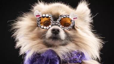 Sassy pomeranian sales