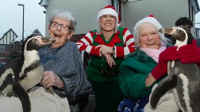 Widget and Pringle the penguins join care home residents for