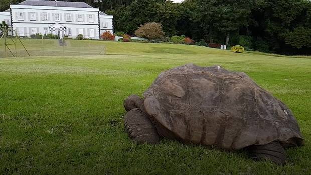 World's oldest tortoise has seen off two world wars and the British Empire  