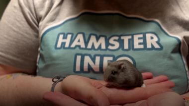 Do hotsell hamsters shed