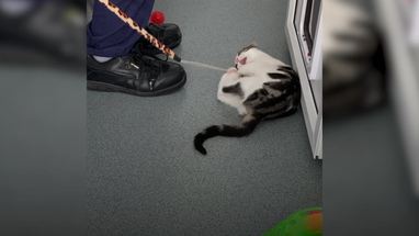 Playful kitten found to be neither male nor female in veterinary first