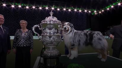 which dog won best in show at crufts 2019