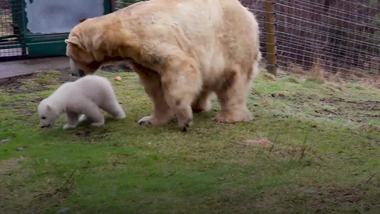 Meet Brodie Name of polar bear cub born at Highlands wildlife