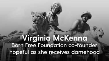 Virginia McKenna: My damehood belongs to those fighting to end animal  suffering | BelfastTelegraph.co.uk