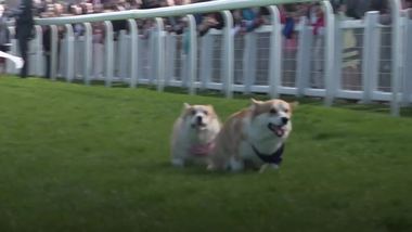 Corgi post sales