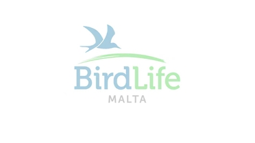 Watch Two Flamingos Shot In One Day Birdlife Asks Pm To Act Newsbook