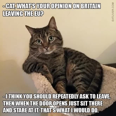 Watch From The Factual To The Irreverent Brexit Memes Newsbook