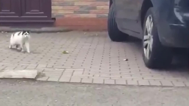 Watch Missing Cat Reunites With Owner 11 Years Later Newsbook