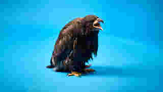 Introducing Pheonix the Eagle