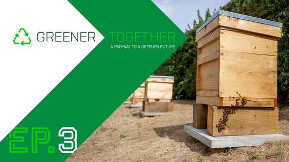 greener-together-sustainability-at-norwich-city-football-club-1
